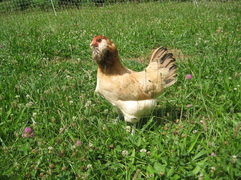 chicken on pasture